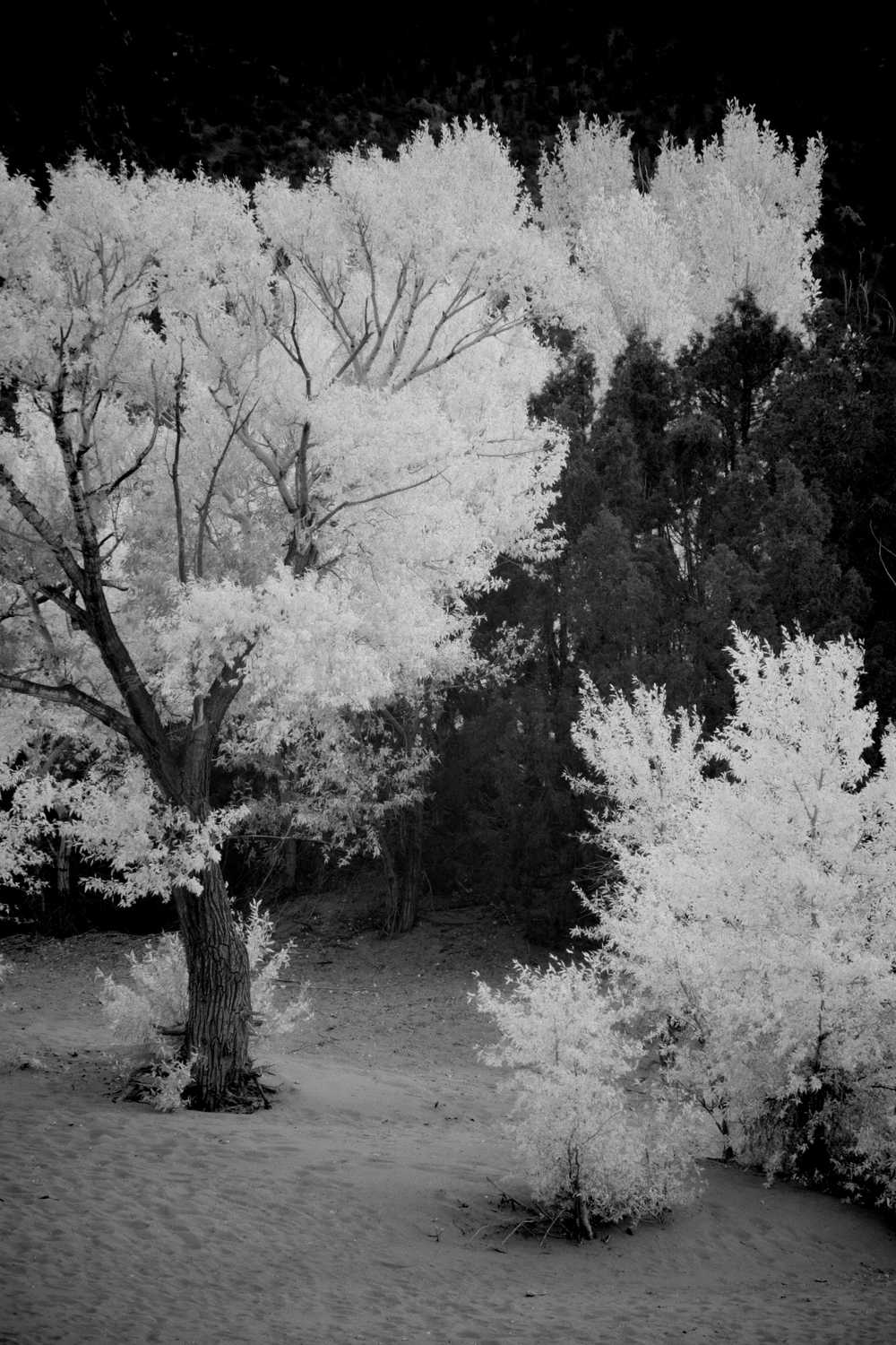 trees gone white2