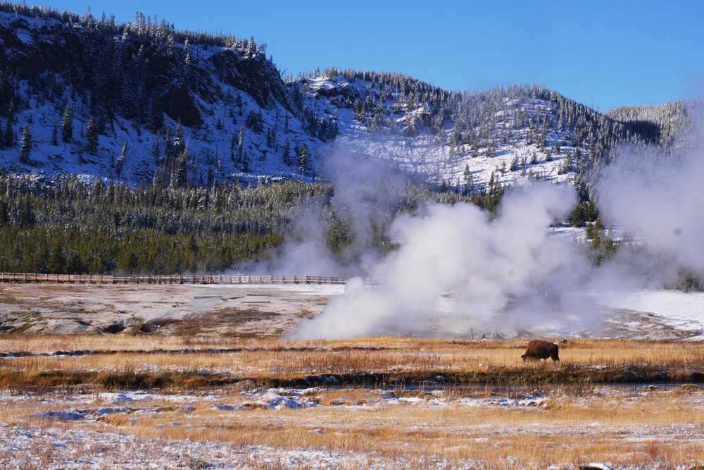 le bison