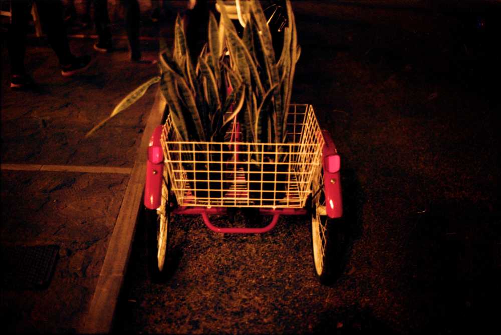 sisterhood of the travelling plants