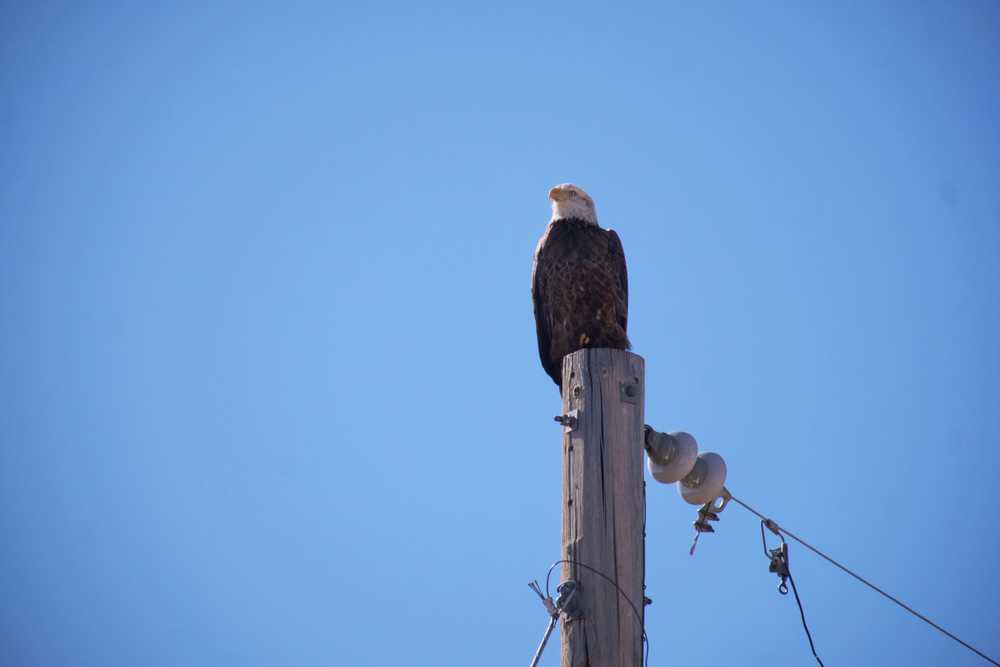 eagle2