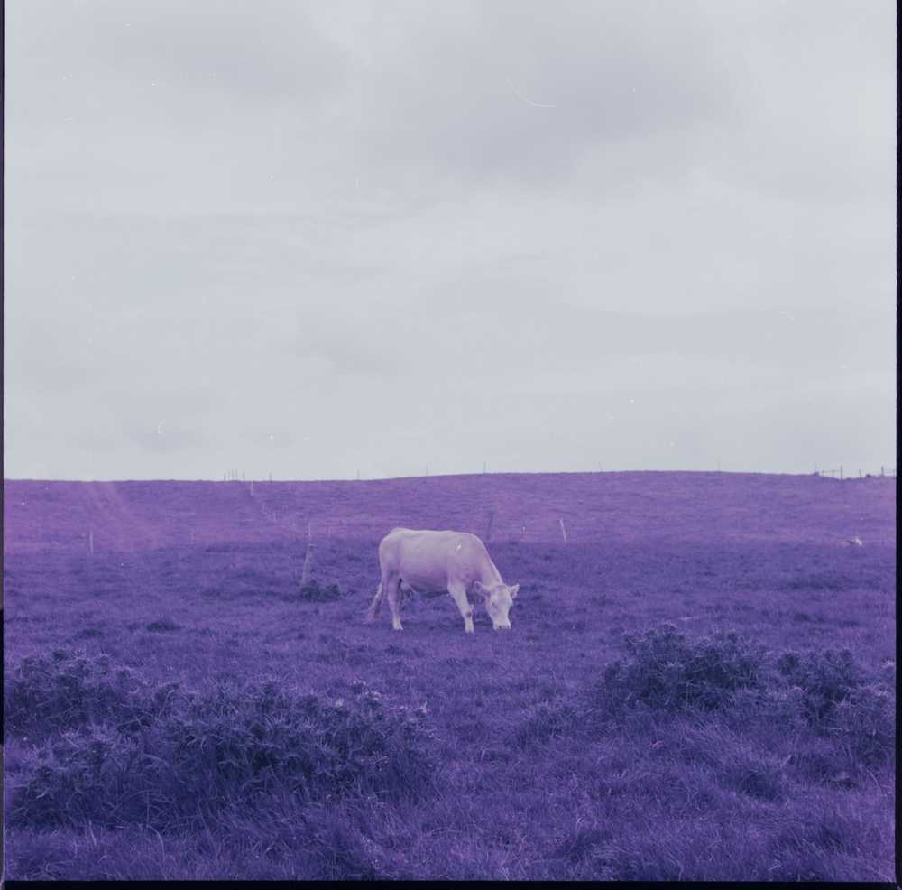 cow