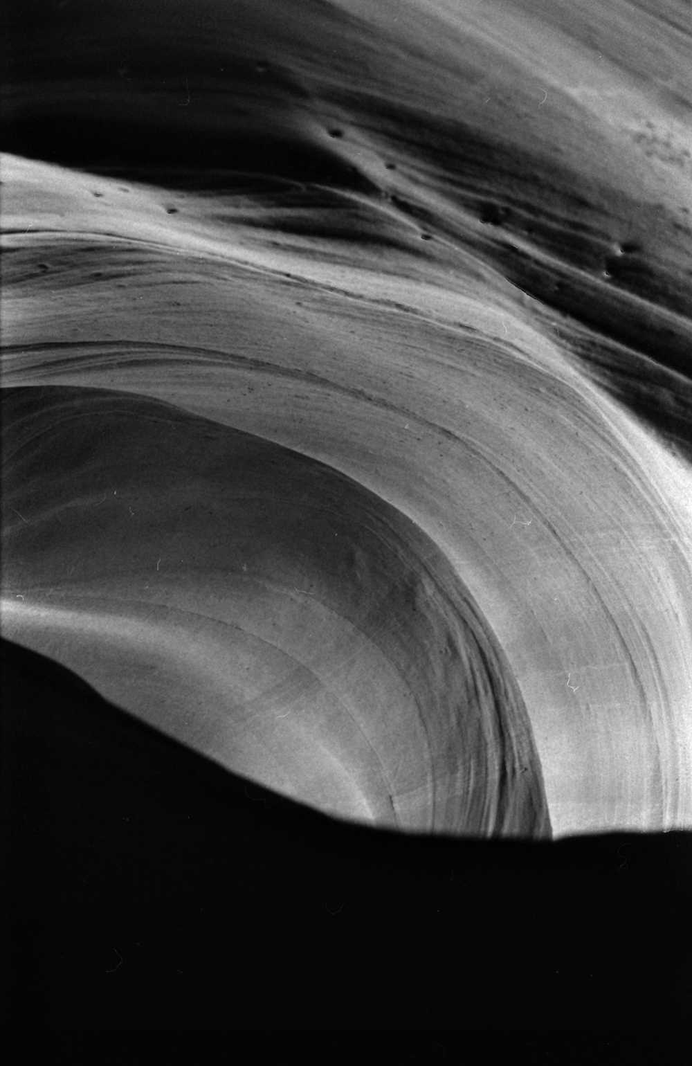 antelope bw