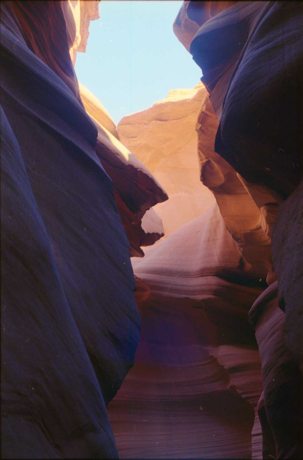 antelope