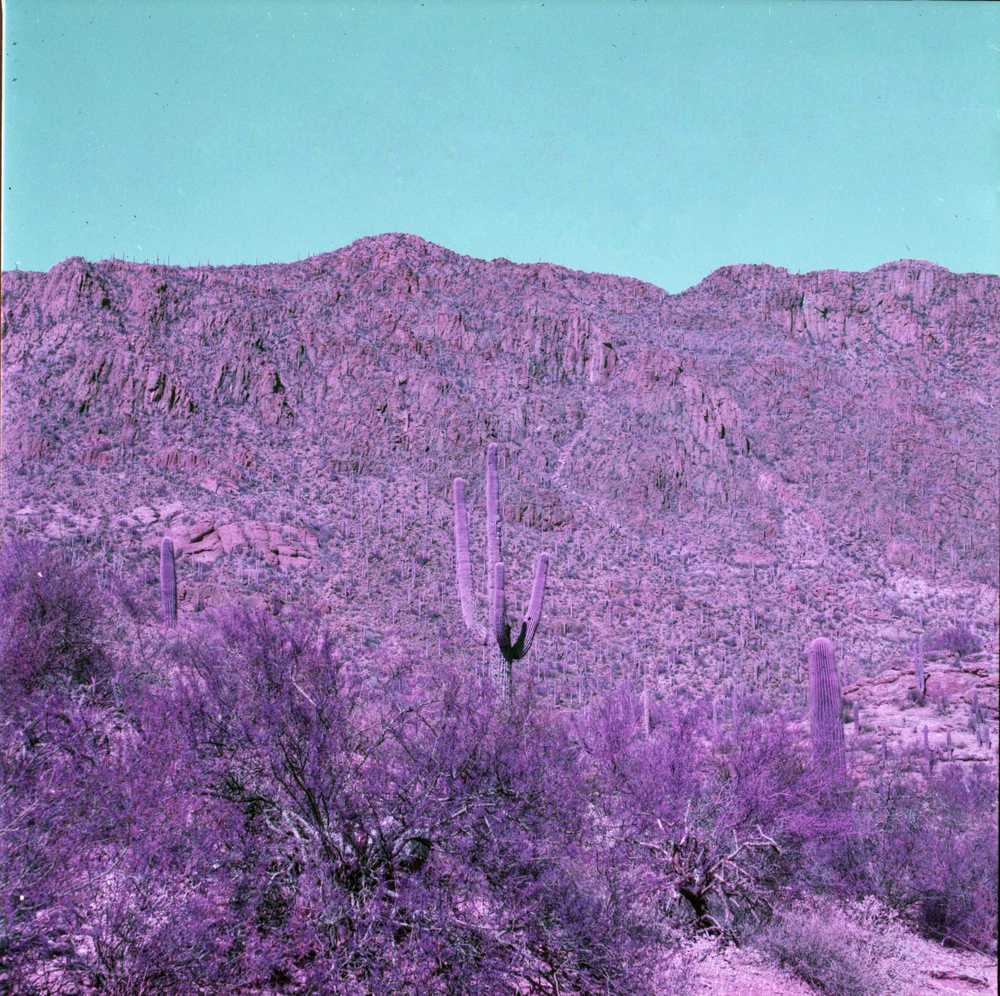 purple saguaros